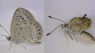 Mariposa de Fukushima