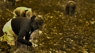 Mujeres trabajando en el campo